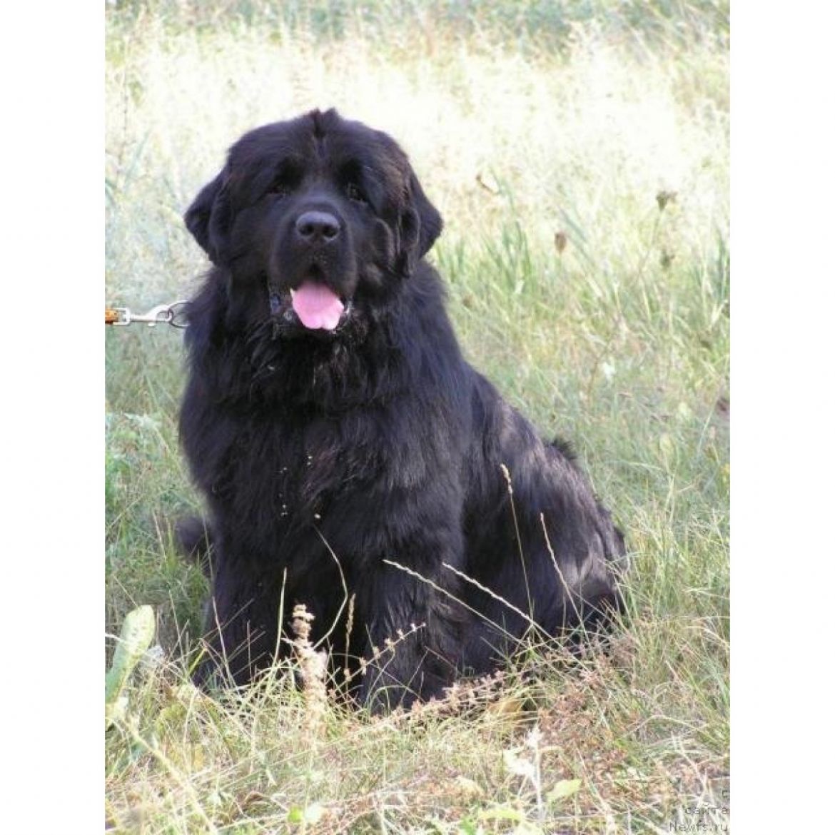 R Gimalajskij Medved Kara Deniz (21-06-2006)